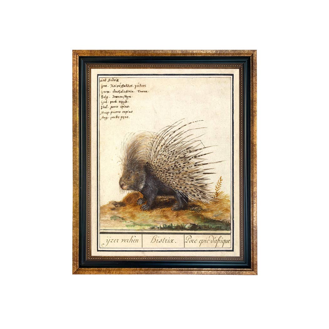 Porcupine Illustration Vintage Print Behind Glass