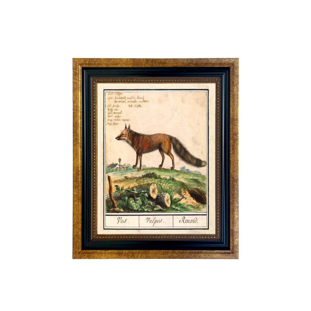 Vintage Fox Illustration Framed Print Behind Glass