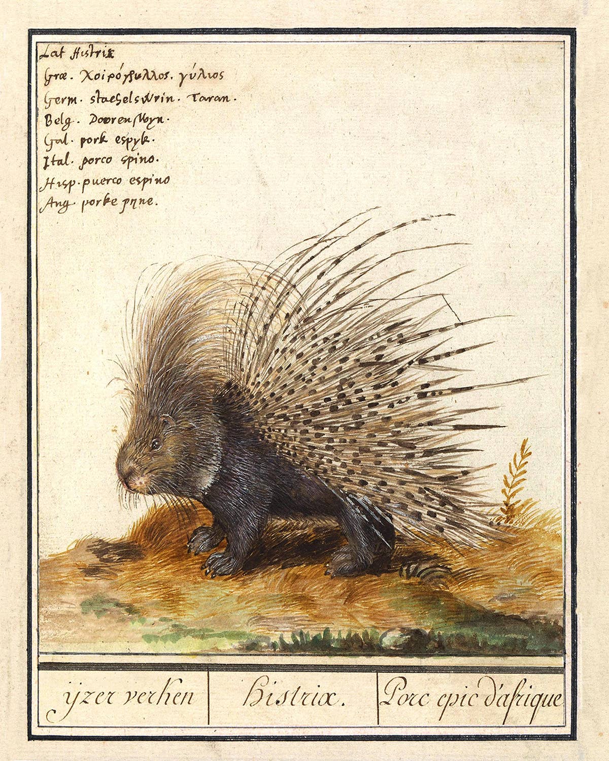 Porcupine Illustration Vintage Print Behind Glass