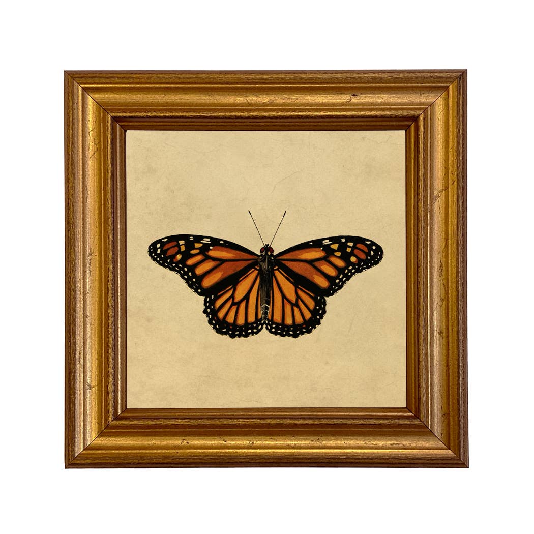 Monarch Butterfly Vintage Style Illustration Framed Print