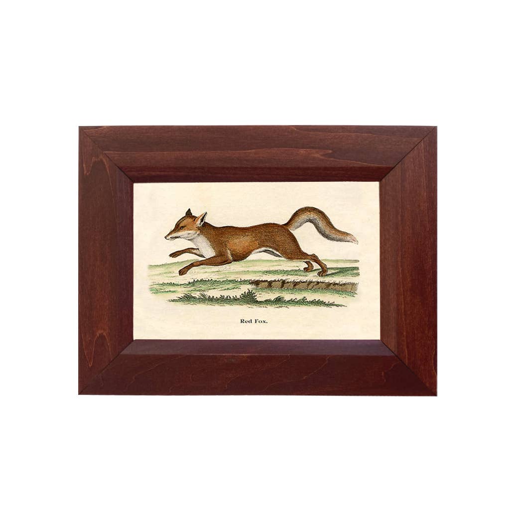 Fox on the Run Vintage Print Behind Glass