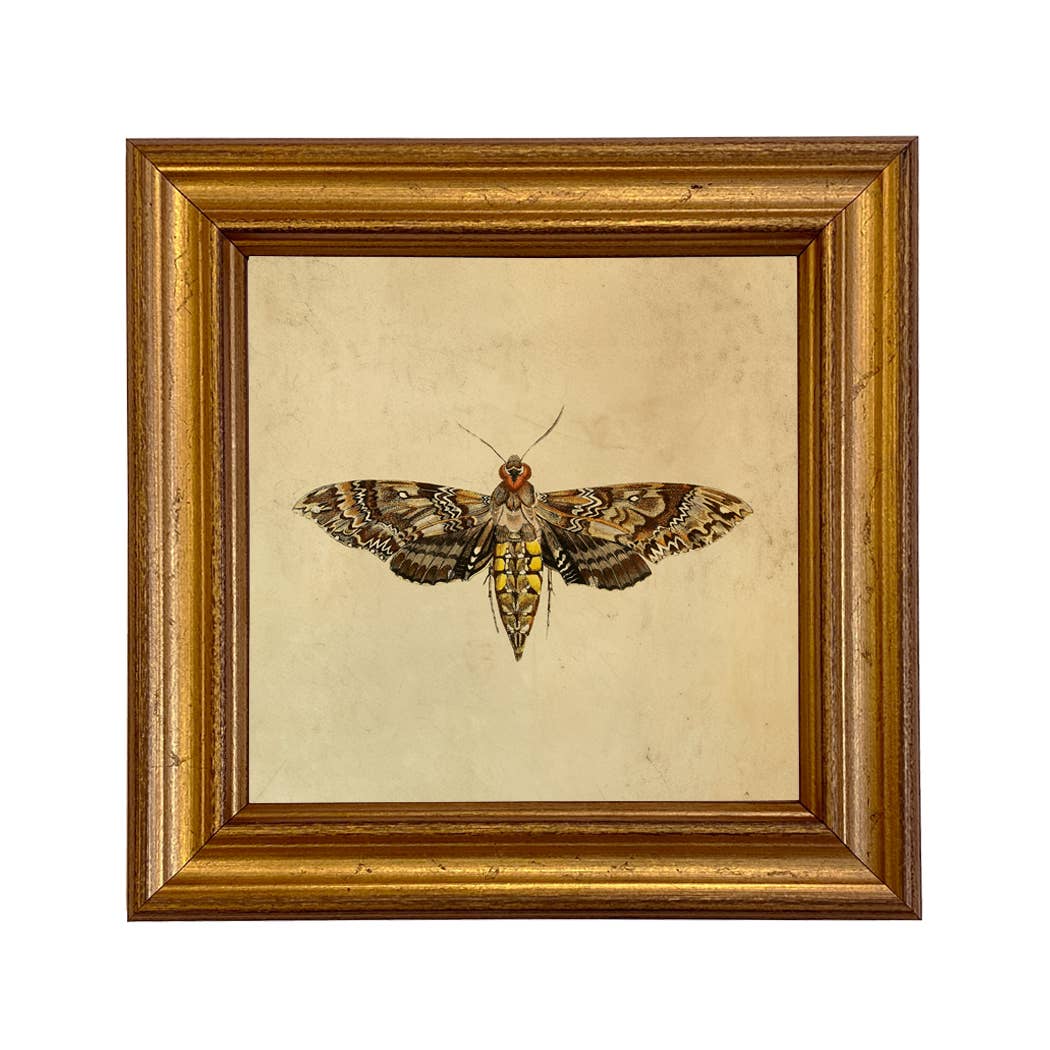Hawk Moth Vintage Style Illustration Framed Print Wall Art