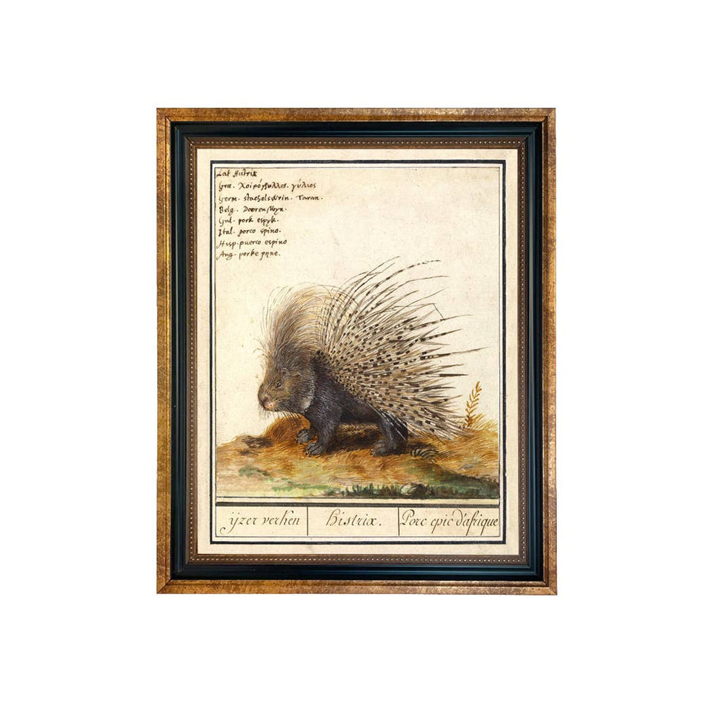 Porcupine Illustration Vintage Print Behind Glass