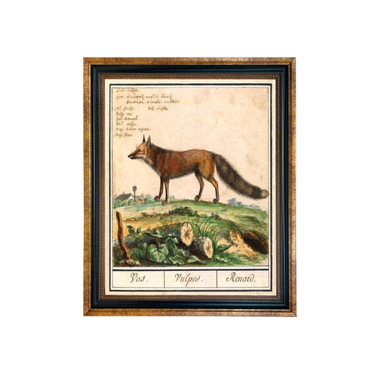 Vintage Fox Illustration Framed Print Behind Glass