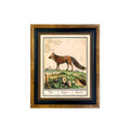 Vintage Fox Illustration Framed Print Behind Glass