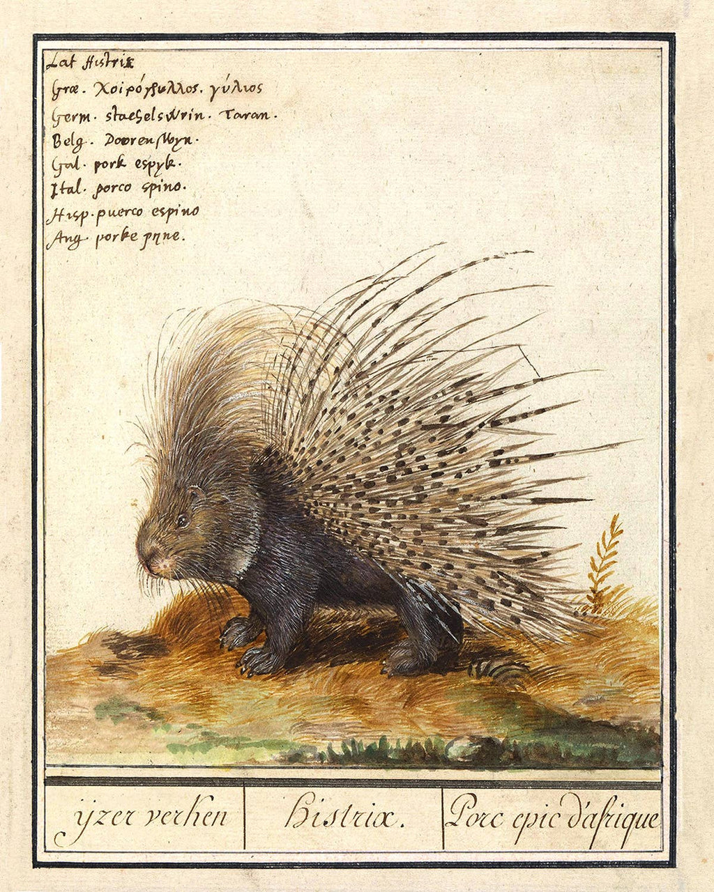 Porcupine Illustration Vintage Print Behind Glass