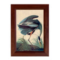 Great Blue Heron Vintage Print Behind Glass