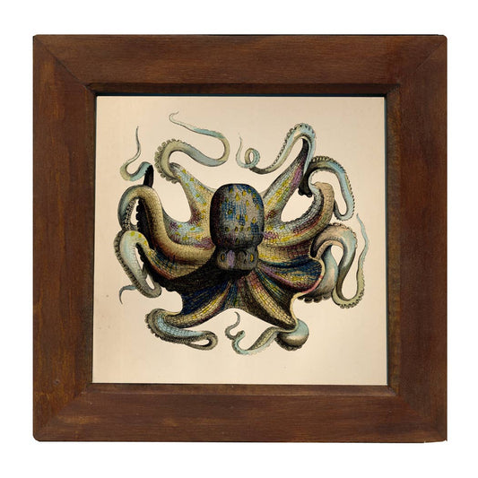 9-3/4" x 9-3/4" Octopus Vintage Print Behind Glass