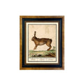 Vintage Rabbit Illustration Framed Print Behind Glass