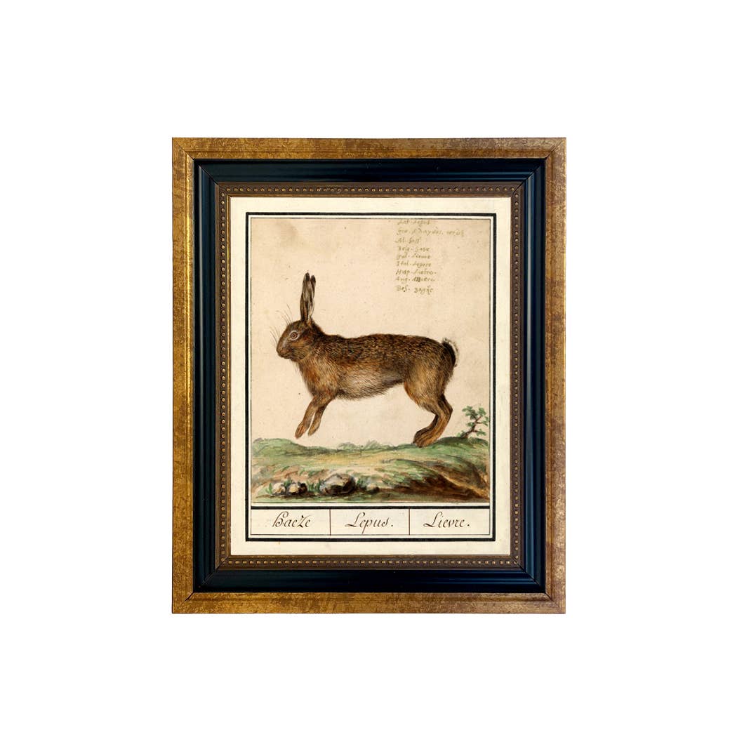 Vintage Rabbit Illustration Framed Print Behind Glass