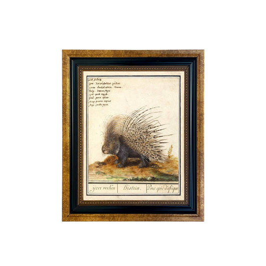 Porcupine Illustration Vintage Print Behind Glass
