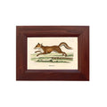Fox on the Run Vintage Print Behind Glass