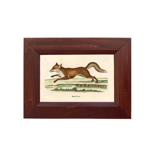 Fox on the Run Vintage Print Behind Glass