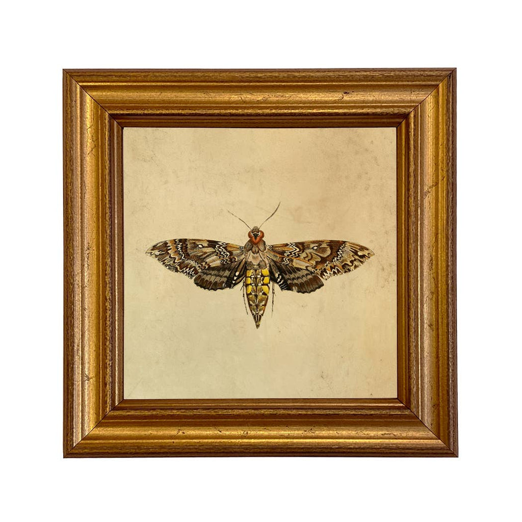 Hawk Moth Vintage Style Illustration Framed Print Wall Art
