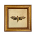 Hawk Moth Vintage Style Illustration Framed Print Wall Art