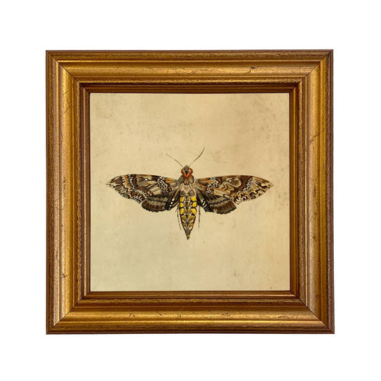 Hawk Moth Vintage Style Illustration Framed Print Wall Art