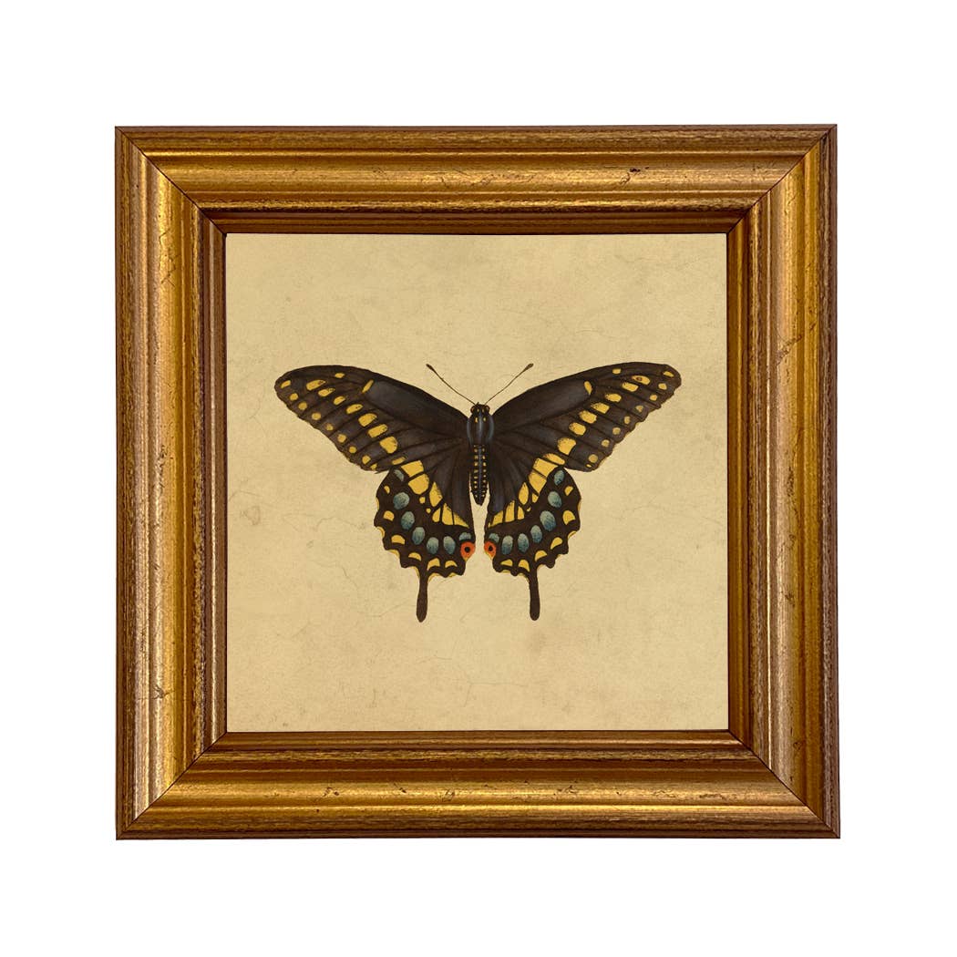 Eastern Black Swallowtail Butterfly Vintage Style Print