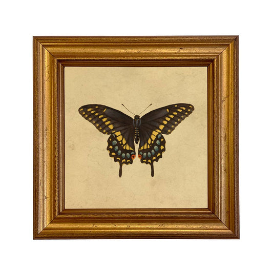 Eastern Black Swallowtail Butterfly Vintage Style Print