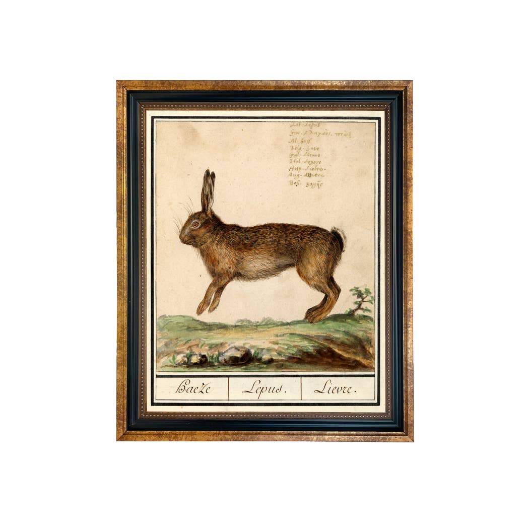 Vintage Rabbit Illustration Framed Print Behind Glass