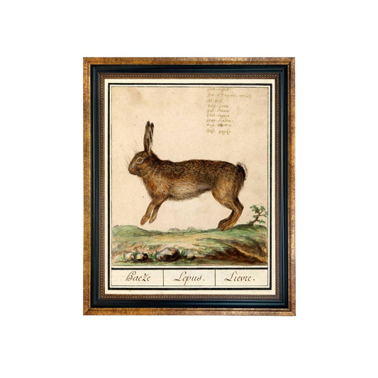 Vintage Rabbit Illustration Framed Print Behind Glass